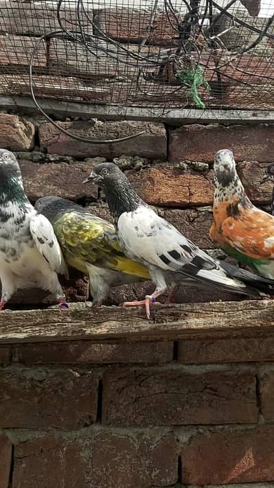Chapray lakhy kasoori sialkoti pigeons for sale