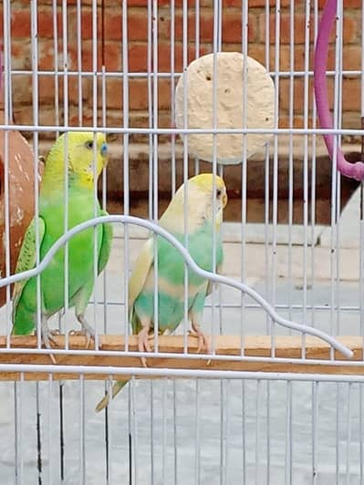 australiaan parrots urgent for sale