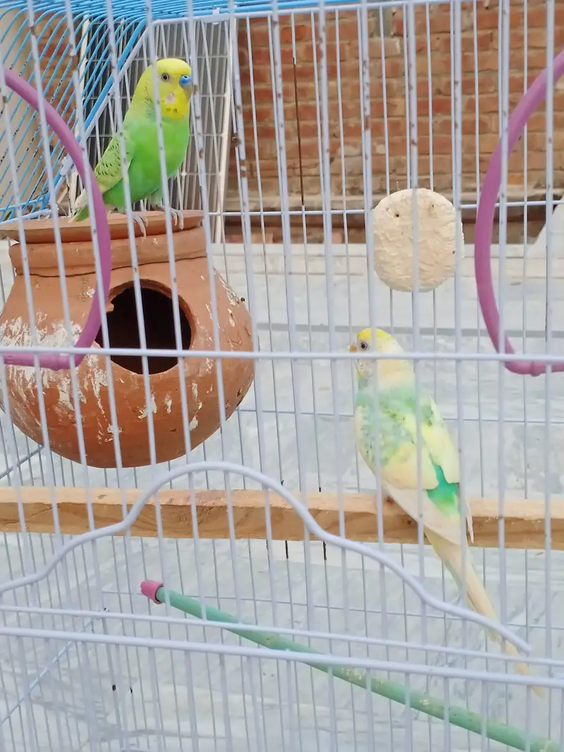 australiaan parrots urgent for sale — photo 2