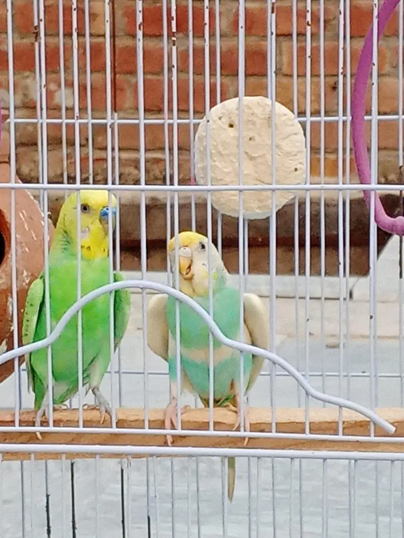 australiaan parrots urgent for sale — photo 3