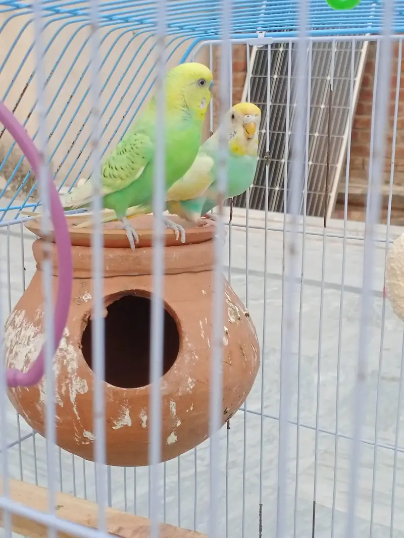 australiaan parrots urgent for sale — photo 4