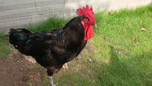 Hen and roster