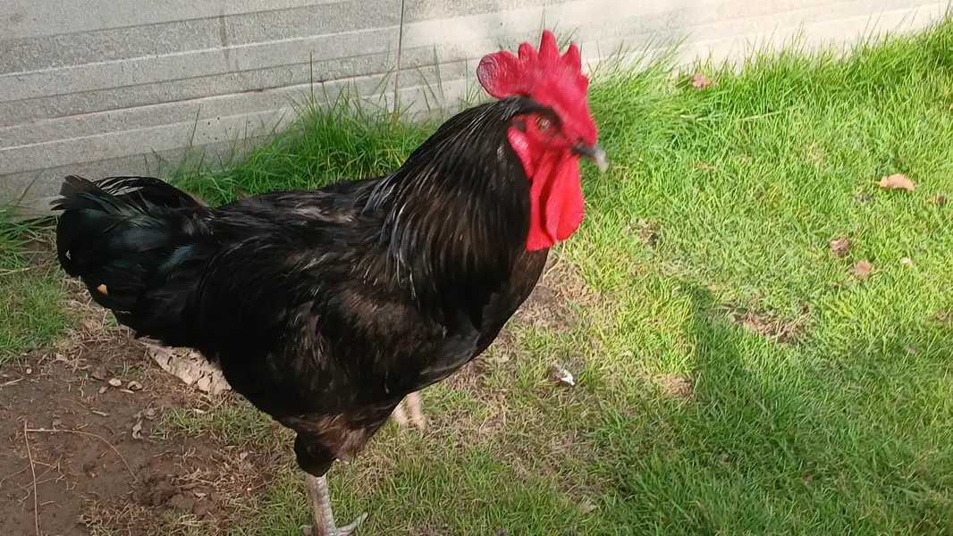 Hen and roster