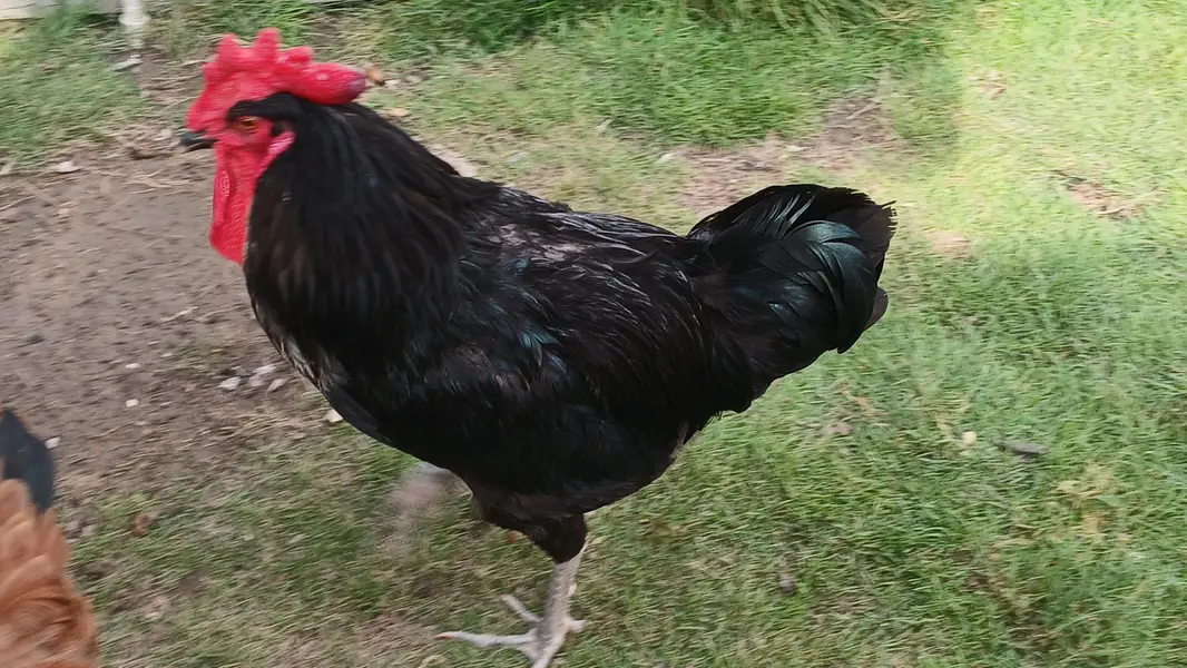 Hen and roster — photo 2