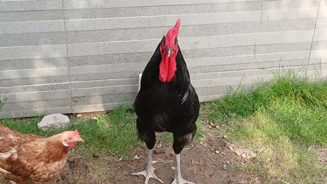 Hen and roster — photo 3