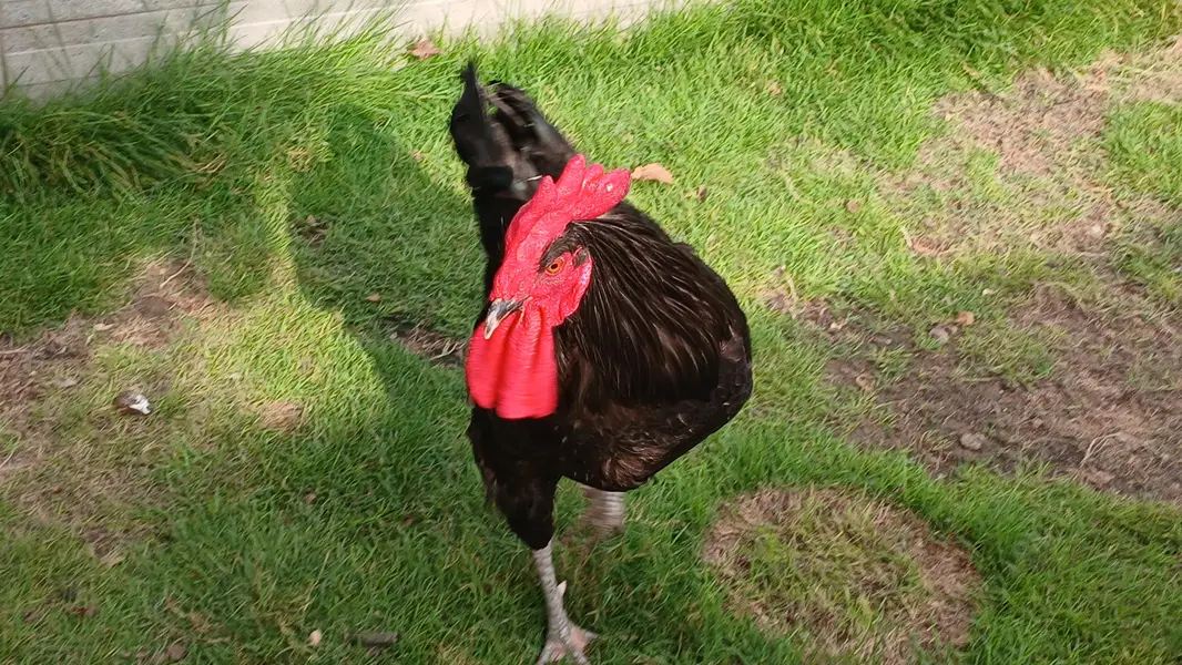 Hen and roster — photo 4