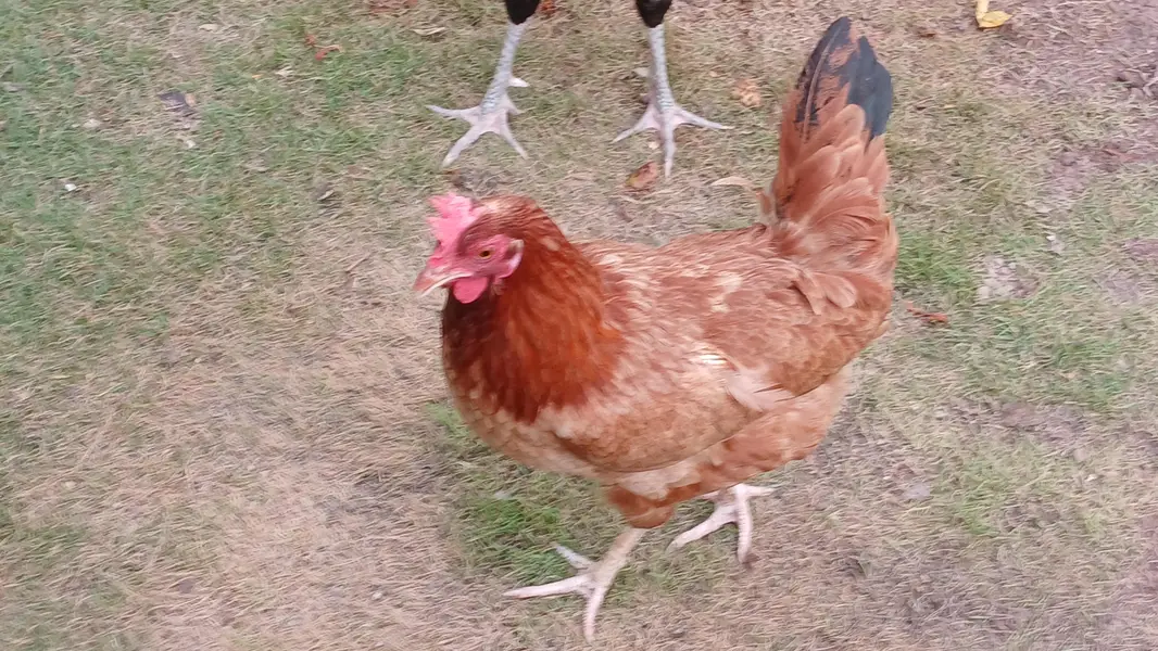 Hen and roster — photo 5