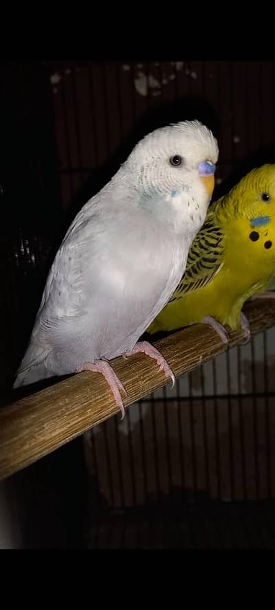 READY TO BREED KING SIZE