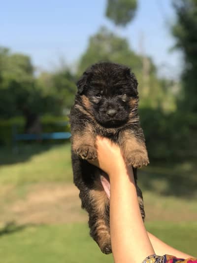 German shepherd puppy long hair top quality