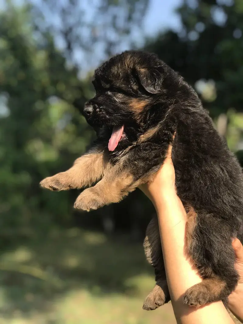 German shepherd puppy long hair top quality — photo 2