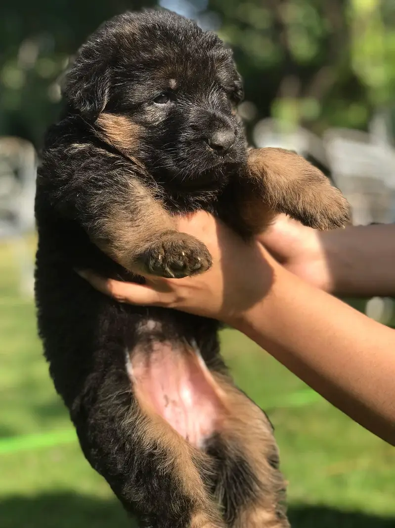 German shepherd puppy long hair top quality — photo 3