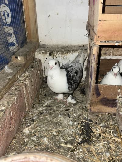 Lakay pigeon