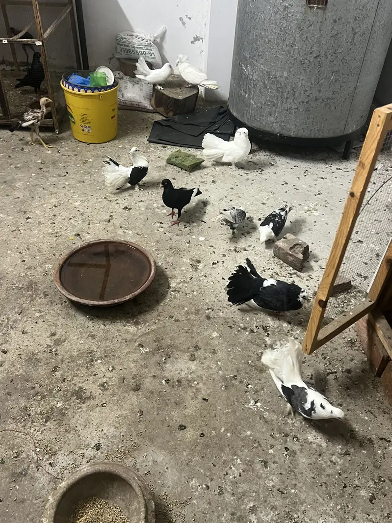 Lakay pigeon — photo 2