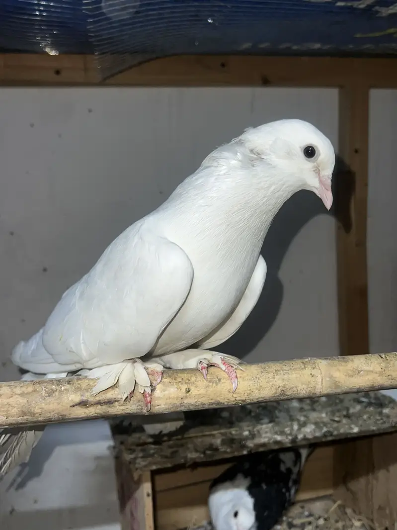 Lakay pigeon — photo 3