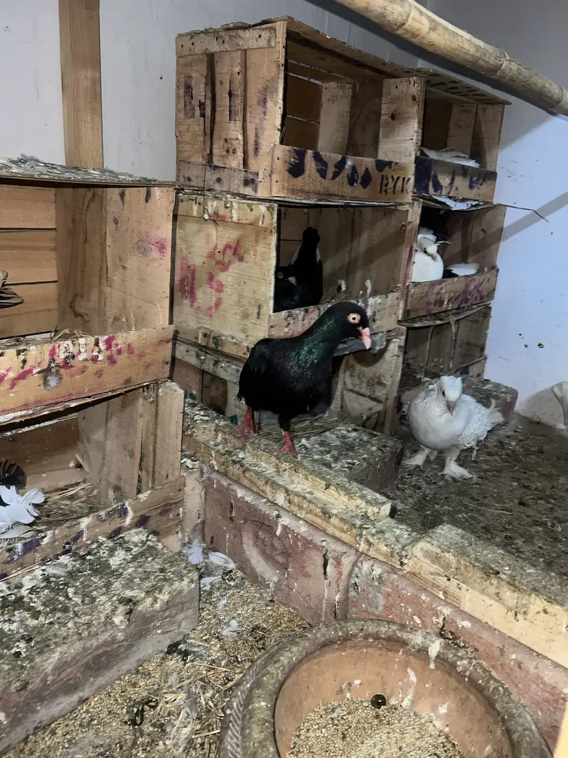 Lakay pigeon — photo 4
