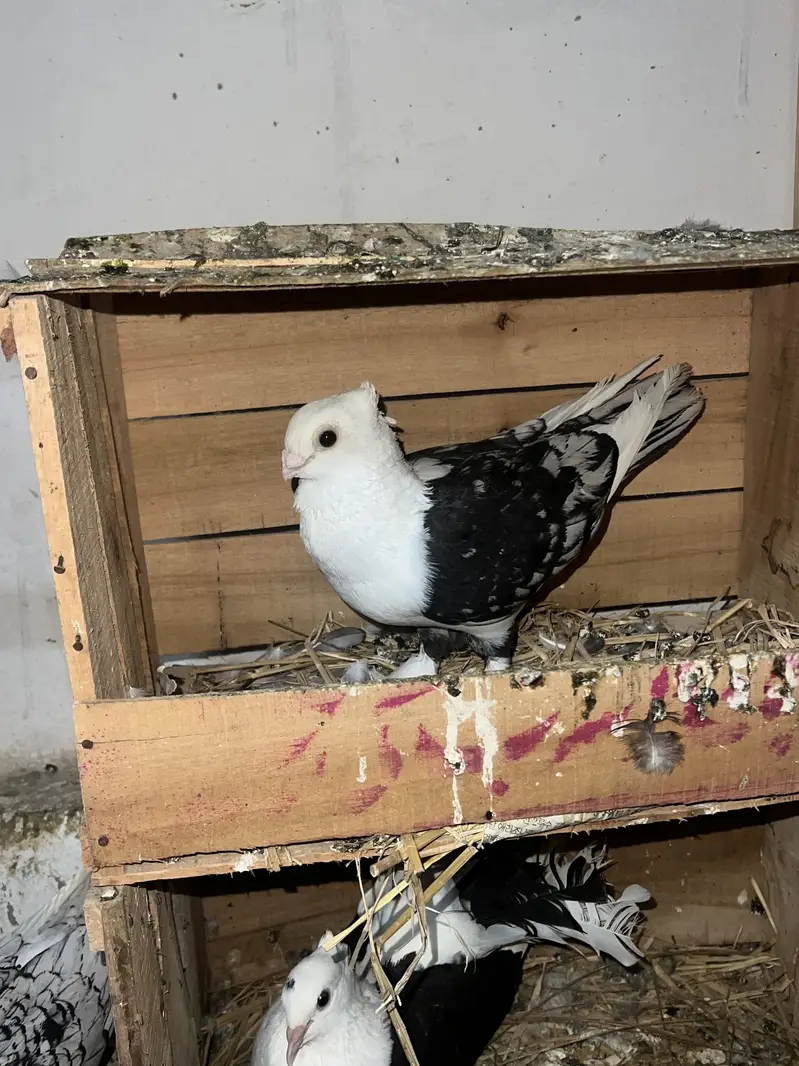 Lakay pigeon — photo 5