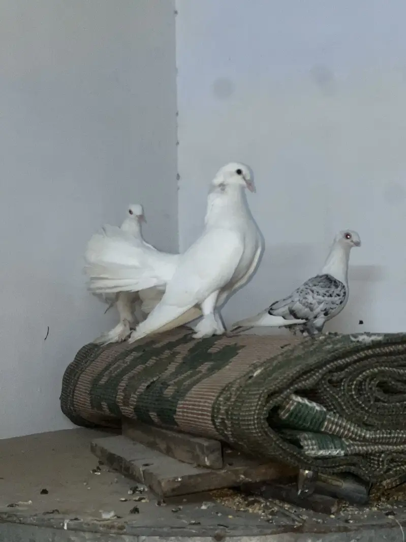 Lakay pigeon — photo 6