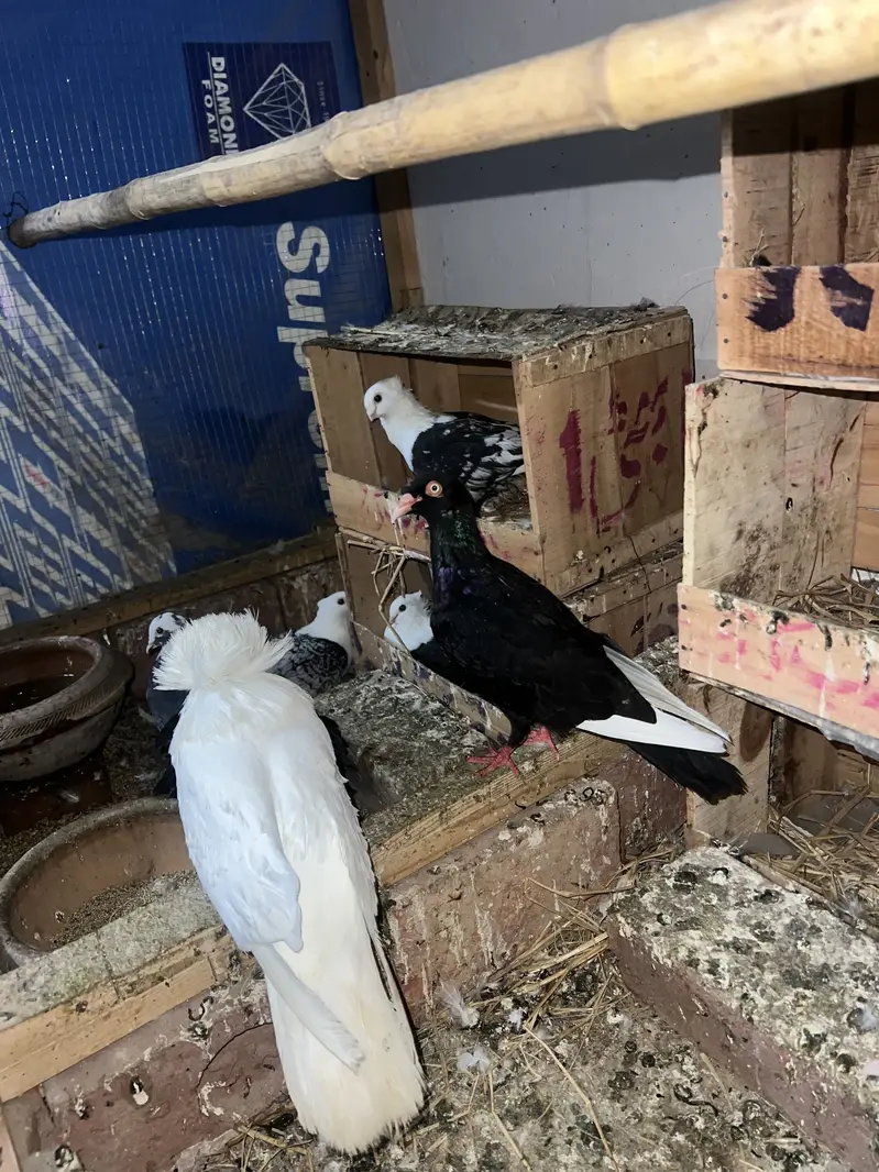 Lakay pigeon — photo 7