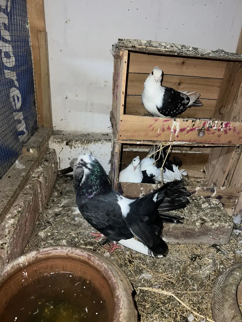 Lakay pigeon — photo 8