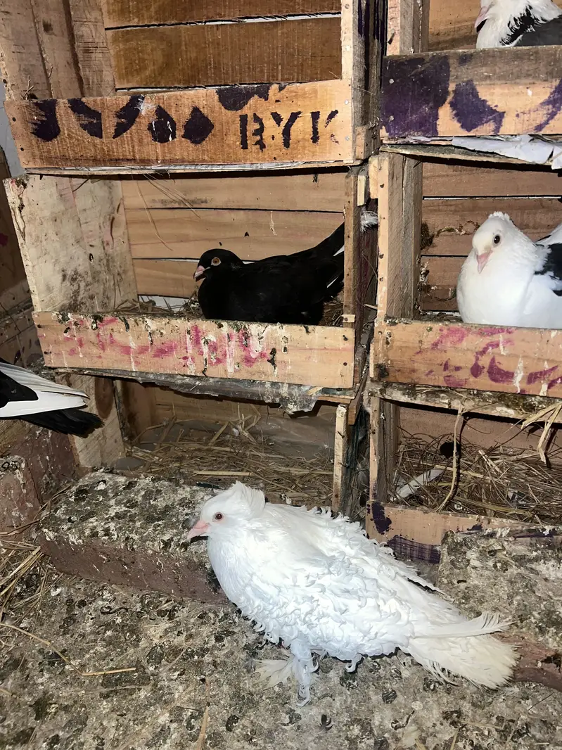 Lakay pigeon — photo 10