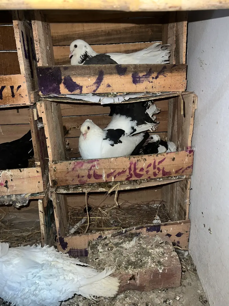 Lakay pigeon — photo 11