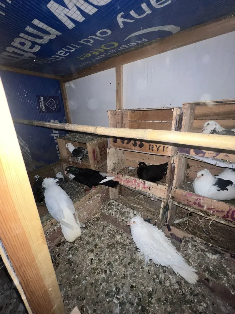 Lakay pigeon — photo 12