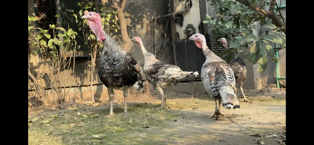 turkey