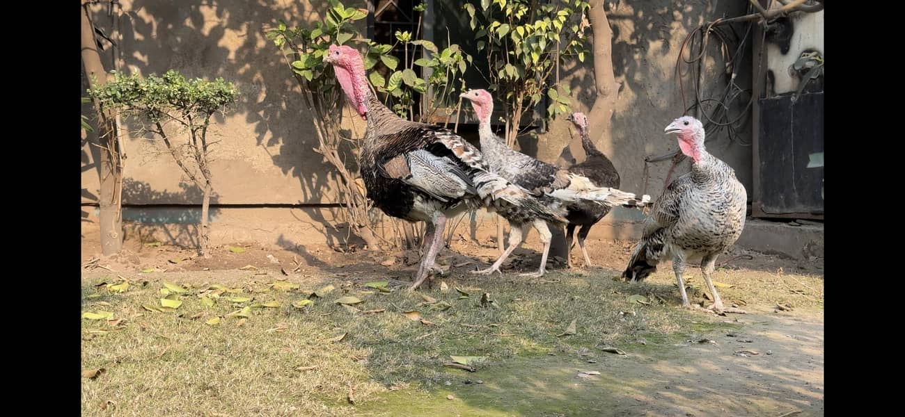 turkey 1