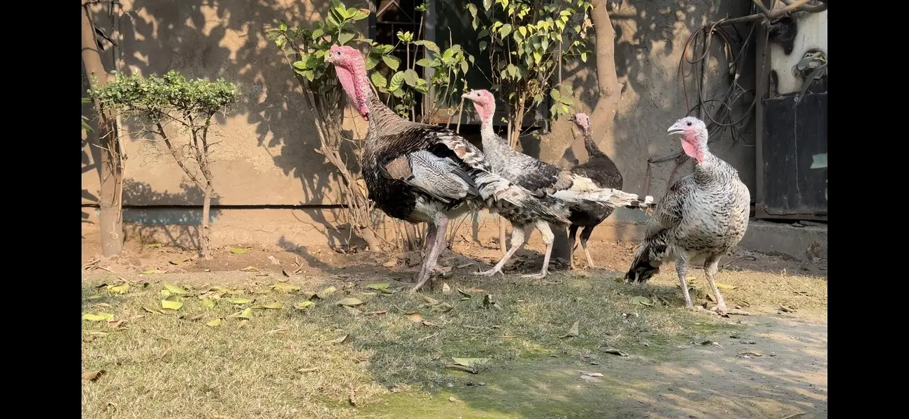turkey — photo 2