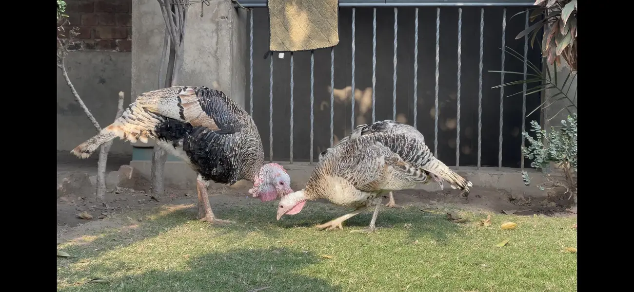 turkey — photo 3
