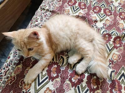 Persian cats