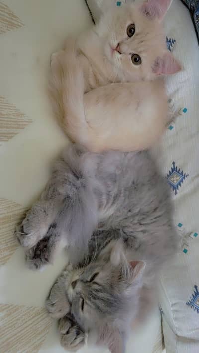 CATS URGENT SALE