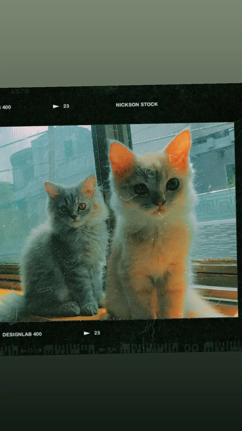 CATS URGENT SALE — photo 2