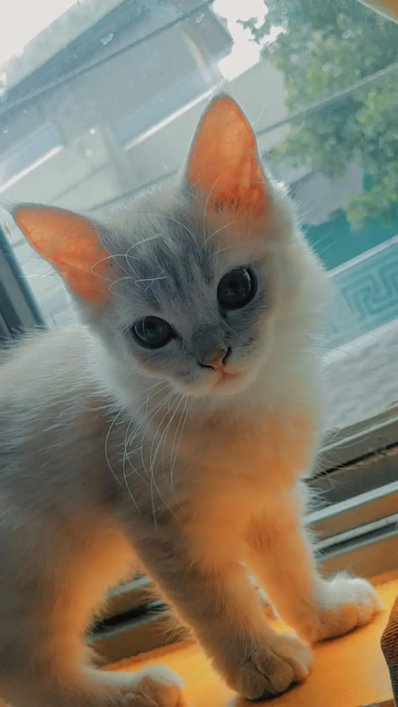 CATS URGENT SALE — photo 3