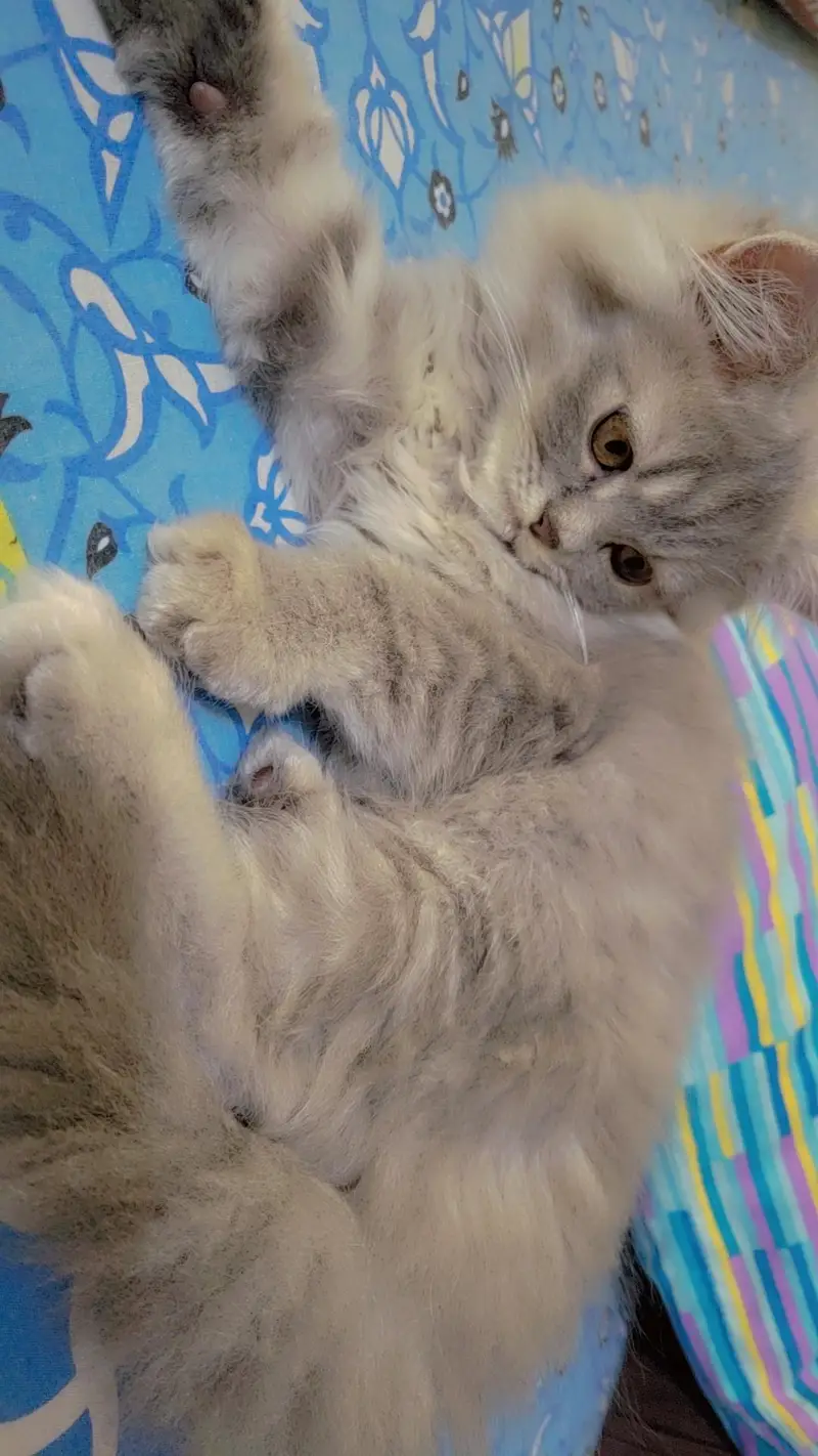 CATS URGENT SALE — photo 4