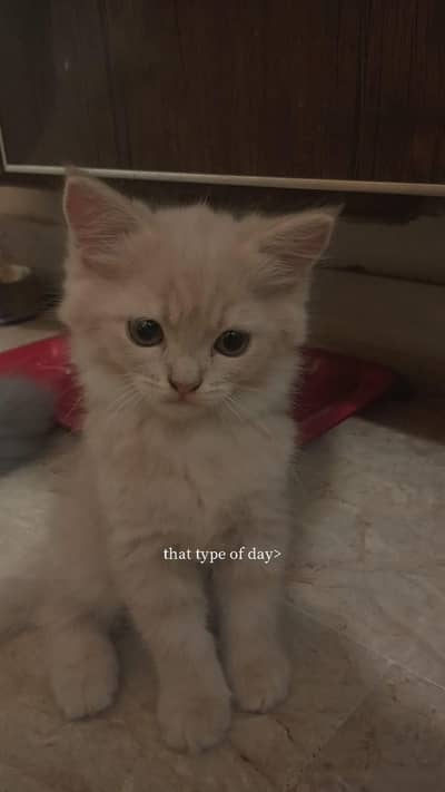 Kittens URGENT SALE