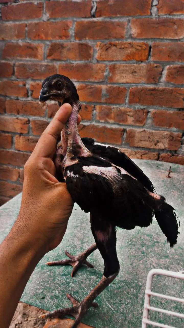 Pure Aseel Thai chicks — photo 4
