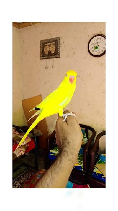 yellow Ringneck. tamed