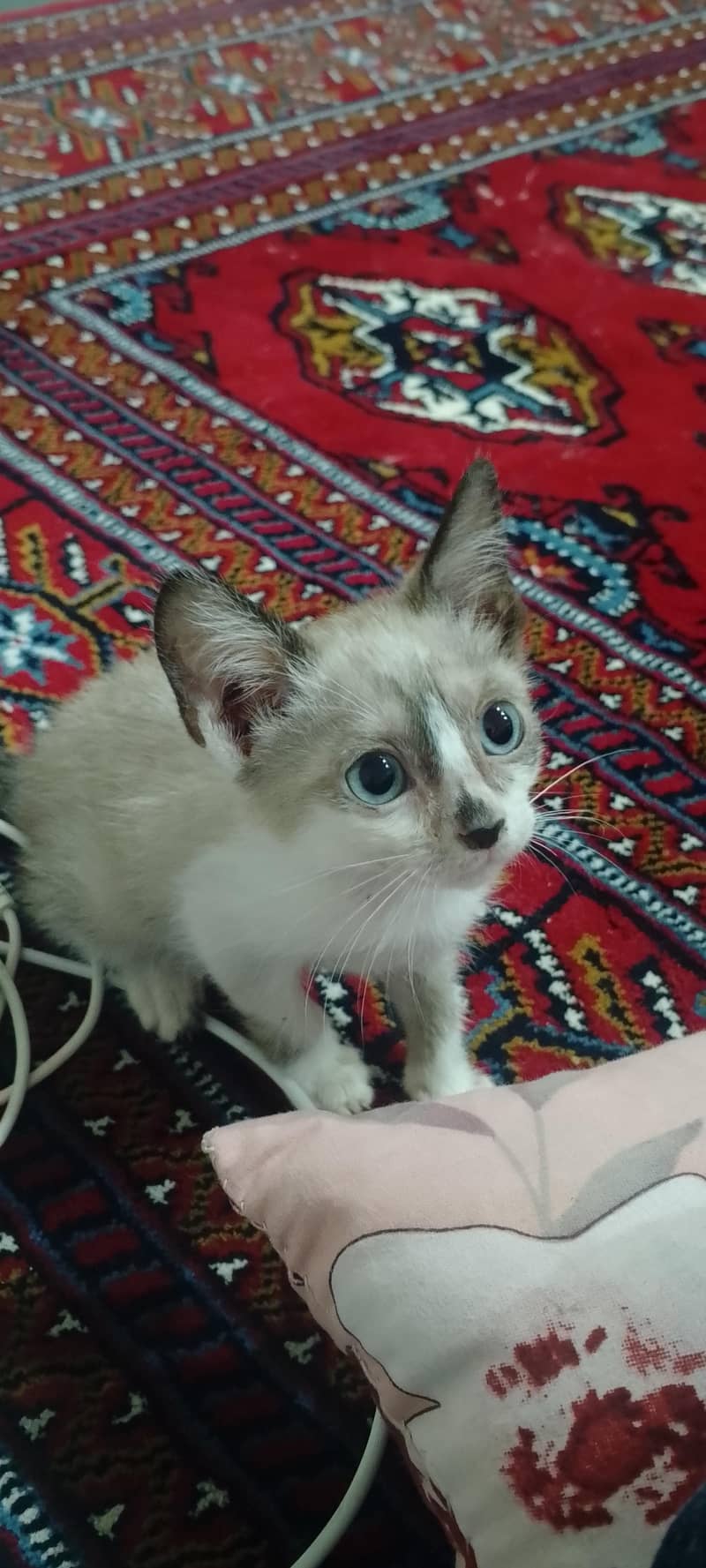 Himalayan/ragdoll 1