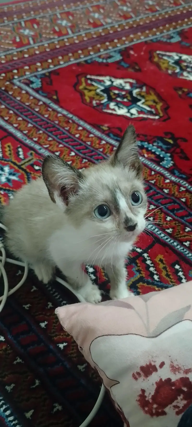 Himalayan/ragdoll — photo 2