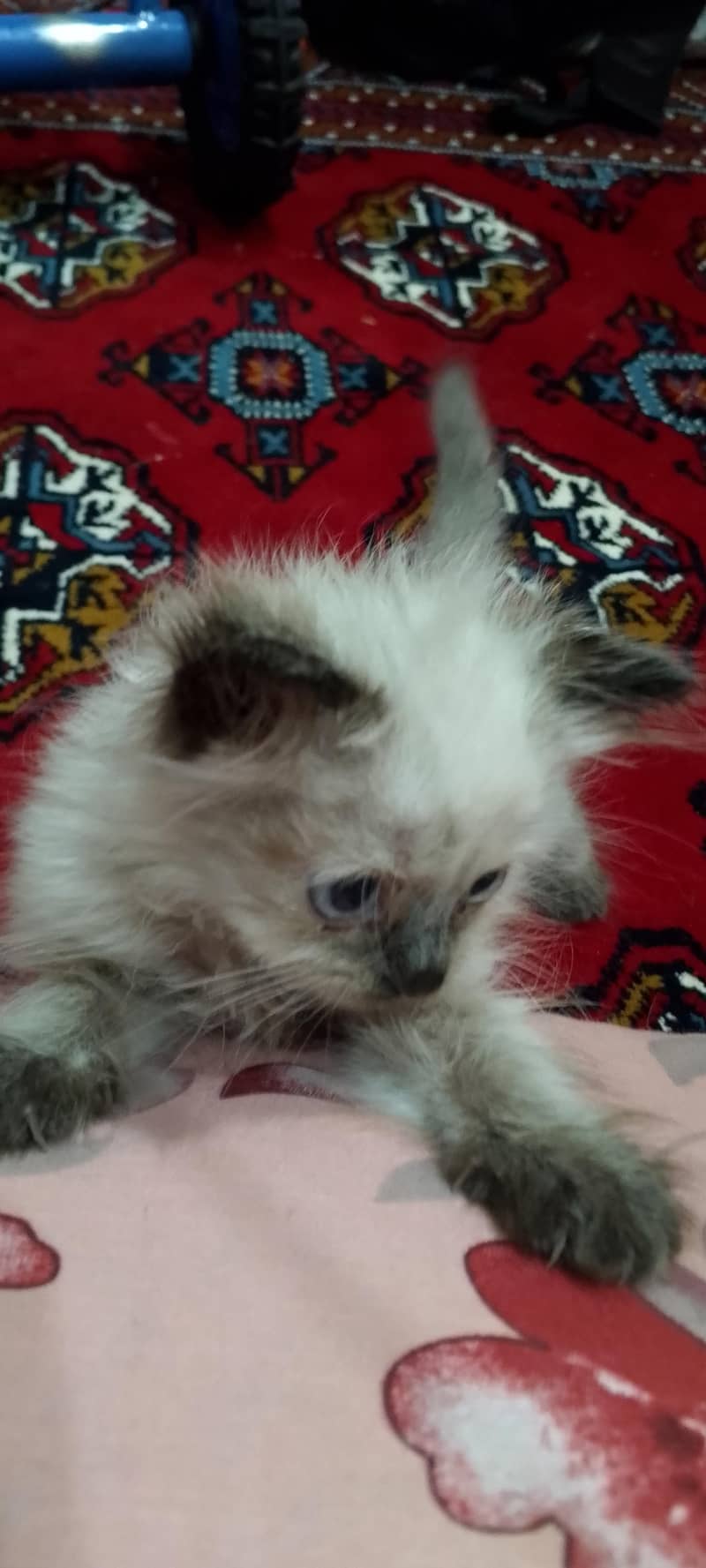 Himalayan/ragdoll 2