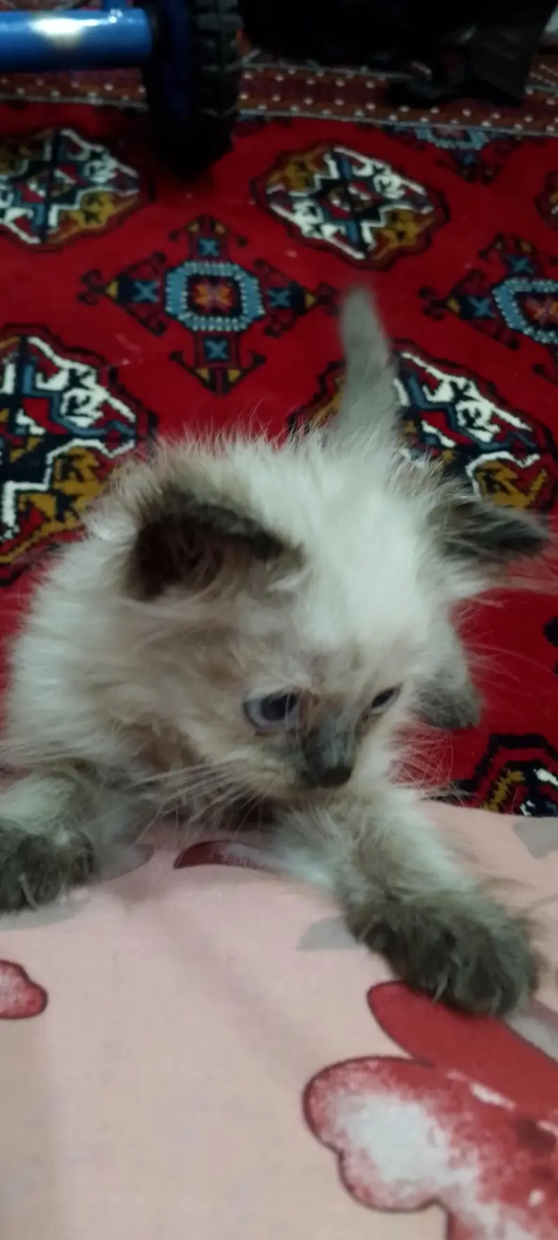 Himalayan/ragdoll — photo 3