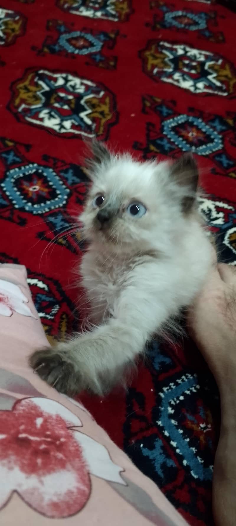 Himalayan/ragdoll 3