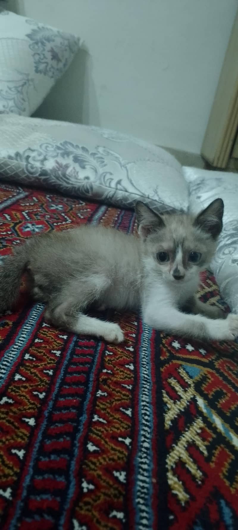 Himalayan/ragdoll 5