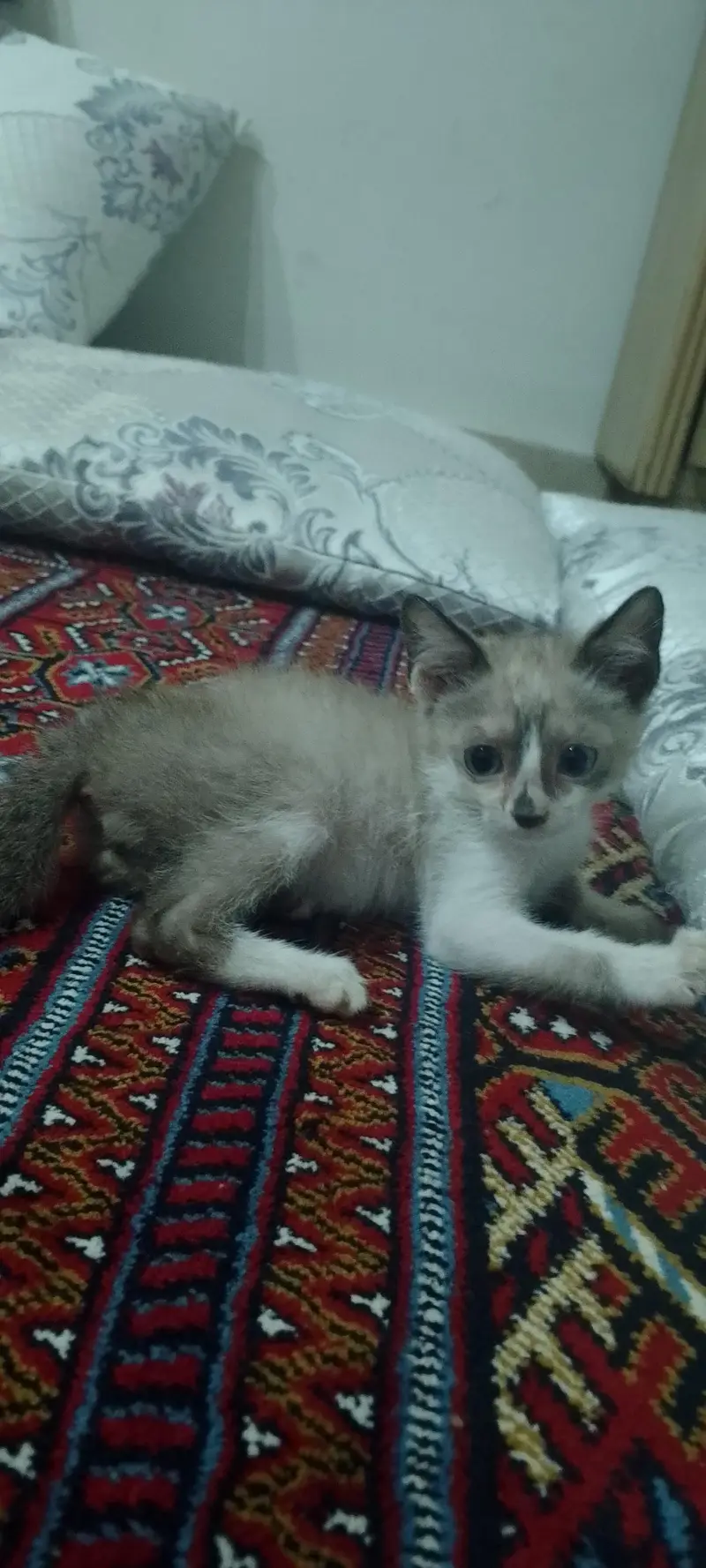 Himalayan/ragdoll — photo 6