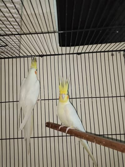 high quality pair sale ready to breed whistling start