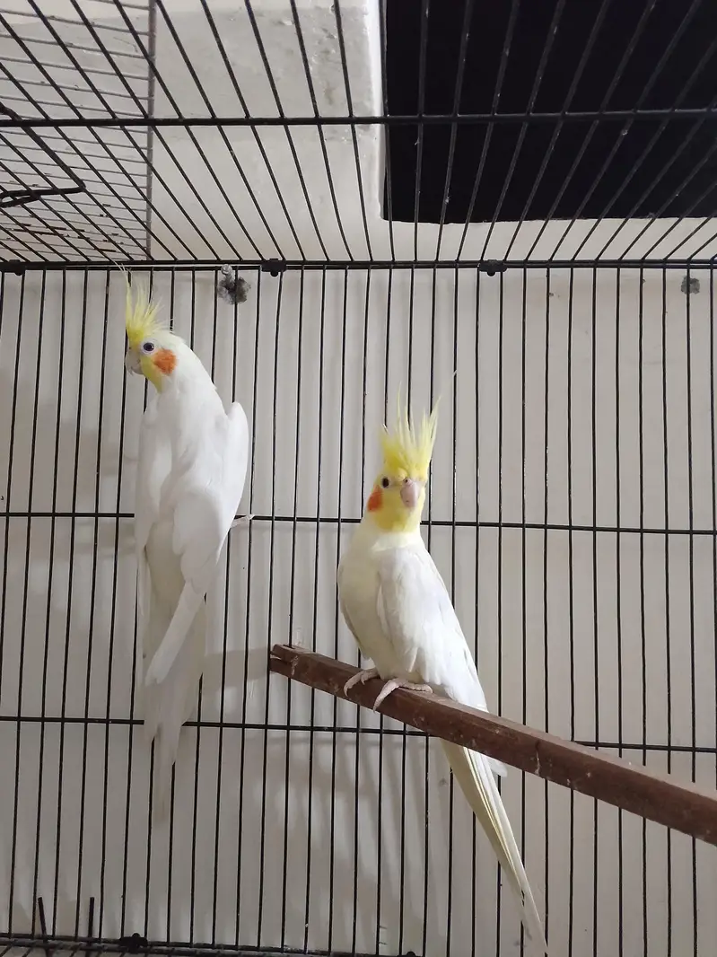 high quality pair sale ready to breed whistling start — photo 2