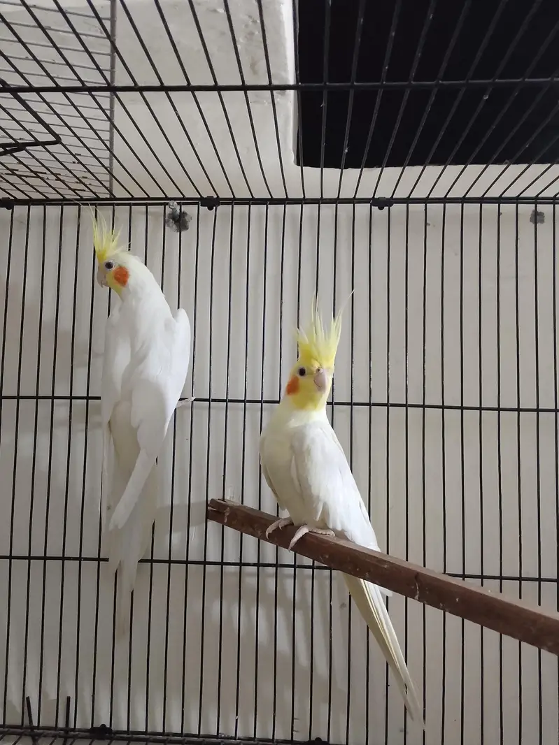 high quality pair sale ready to breed whistling start — photo 3