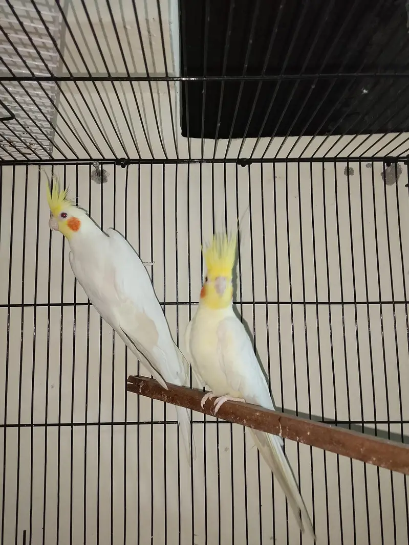 high quality pair sale ready to breed whistling start — photo 4