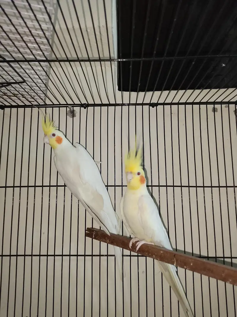 high quality pair sale ready to breed whistling start — photo 5
